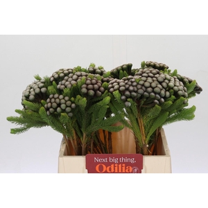 Cape Green Albiflora