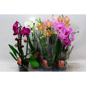 PHAL EL CASCADE
