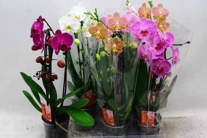 <h4>PHAL EL CASCADE</h4>