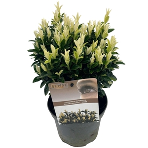 Euonymus japonicus