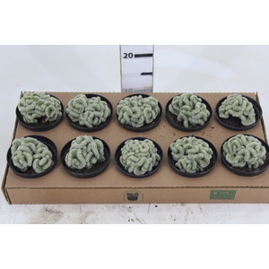 CACTUS MAMMILLARIA ELONGATA CRISTATA P11