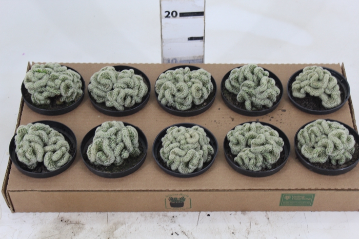 <h4>CACTUS MAMMILLARIA ELONGATA CRISTATA P11</h4>