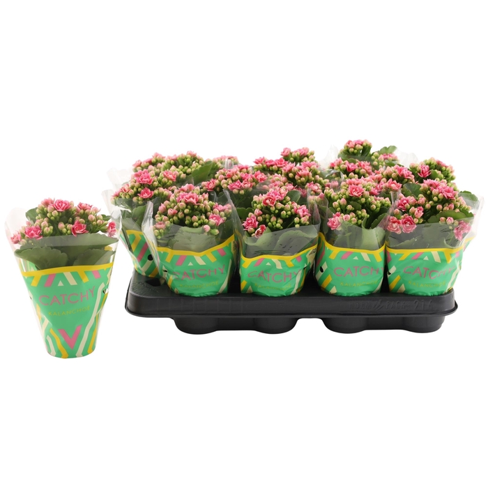 <h4>Kalanchoe Double Sylca</h4>