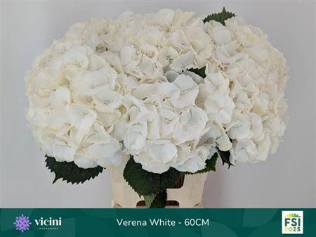 <h4>Hydr M Ch Whi Verena</h4>