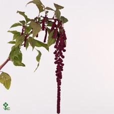 <h4>Amaranthus caudatus rosary</h4>