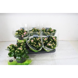 KAL GE PERFECTA ROSA