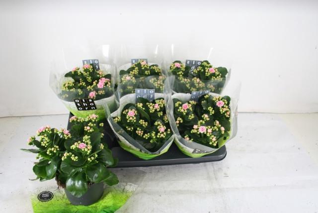 <h4>KAL GE PERFECTA ROSA</h4>