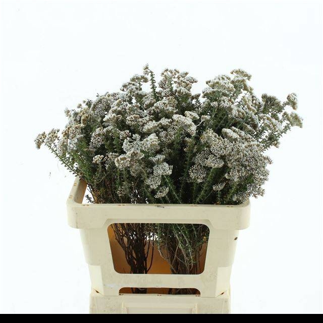<h4>KAAPS GROEN</h4>