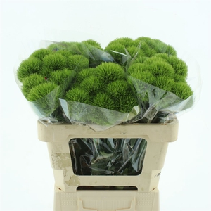Di Barb Green Wicky Super