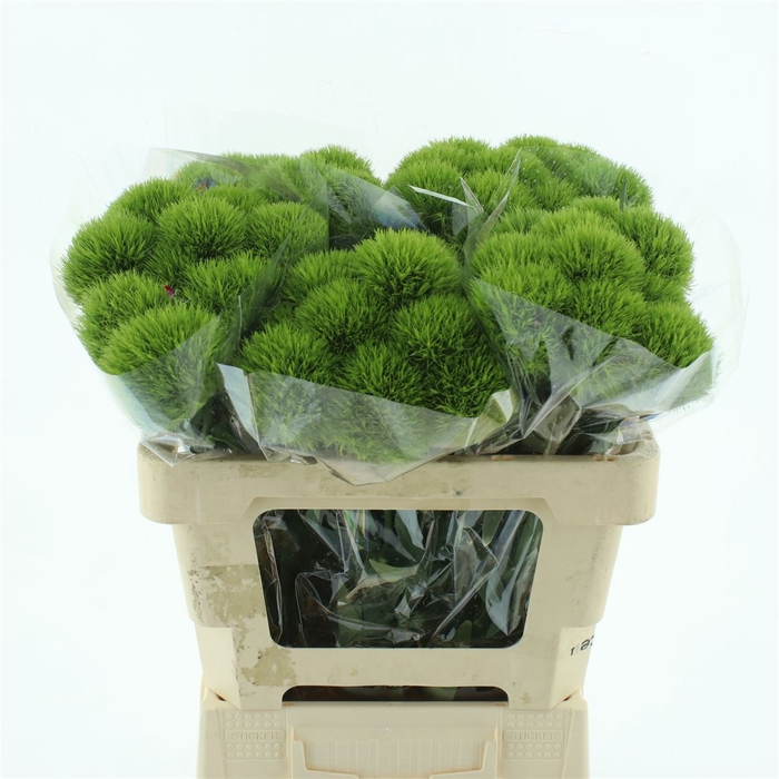 <h4>Di Barb Green Wicky Super</h4>