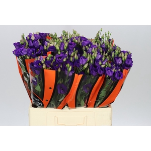 Eust E Piccolo Violet 65cm
