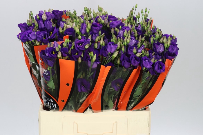 <h4>Eust E Piccolo Violet 65cm</h4>