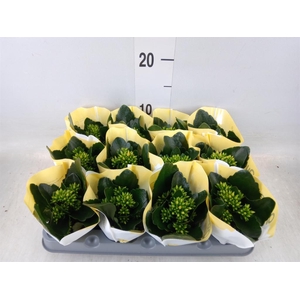 Kalanchoe  'African Sam'