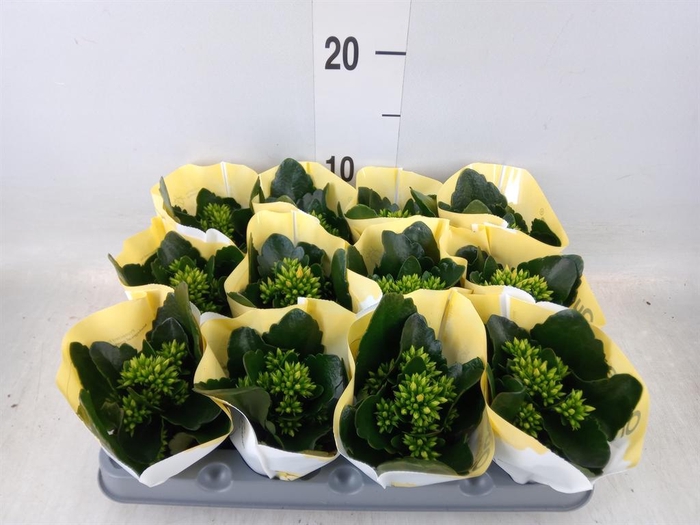 <h4>Kalanchoe  'African Sam'</h4>