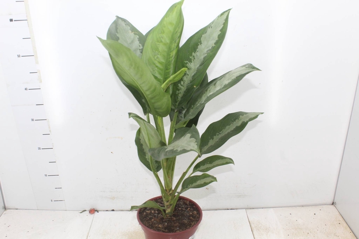 <h4>AGLAONEMA PATAYA P17</h4>