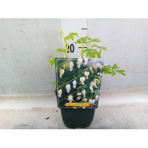 Dicentra spectabilis 'Alba'