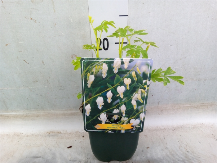 <h4>Dicentra spectabilis 'Alba'</h4>