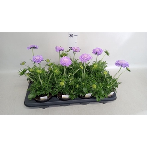 Scabiosa columb. 'Butterfly Blue'