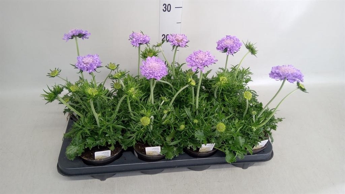 <h4>Scabiosa columb. 'Butterfly Blue'</h4>