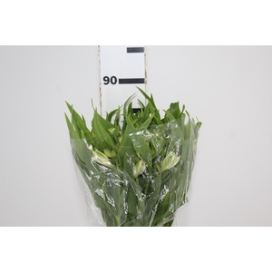 ALSTROEMERIA WHITNEY 080 CM
