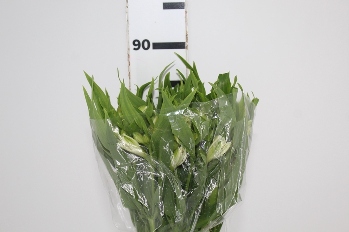 <h4>ALSTROEMERIA WHITNEY 080 CM</h4>
