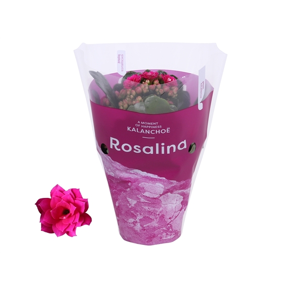 <h4>Kalanchoe Rosalina 07cm TST Don Victorio, Paarse hoes</h4>