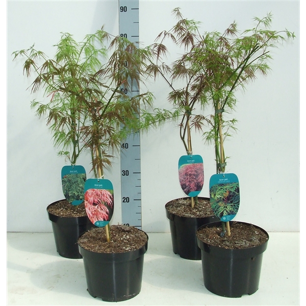 Acer palmatum Dissectum MIX P23 Full CC