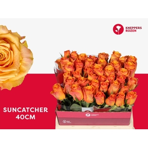R GR SUNCATCHER