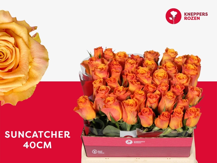 <h4>R GR SUNCATCHER 40</h4>