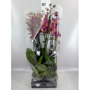 Phalaenopsis  'Ant Montreux'
