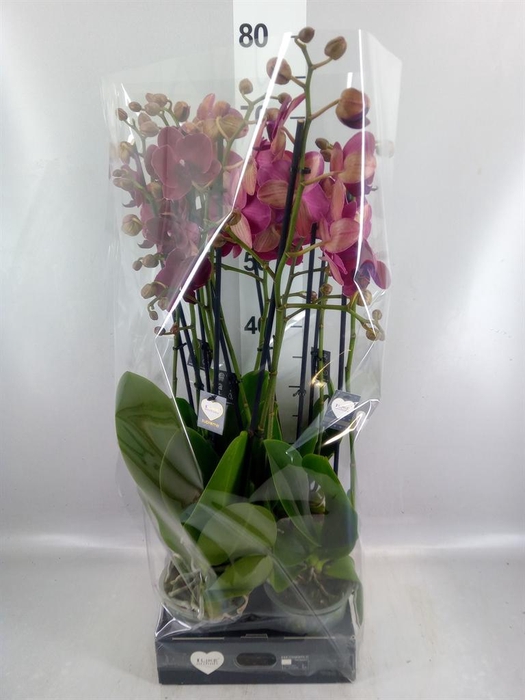 <h4>Phalaenopsis  'Ant Montreux'</h4>