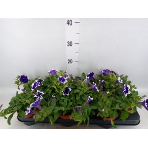 Petunia  'Nightsky'