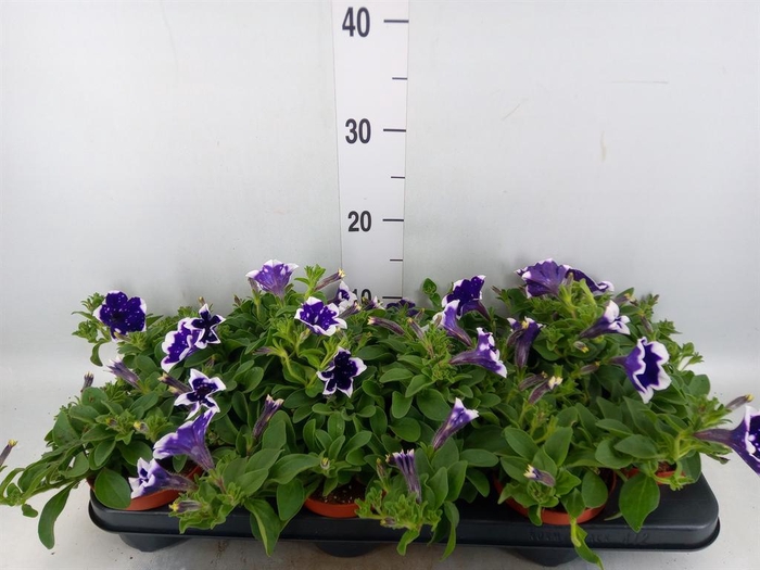 <h4>Petunia  'Nightsky'</h4>