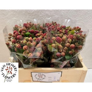 RUBUS FR CHESTER