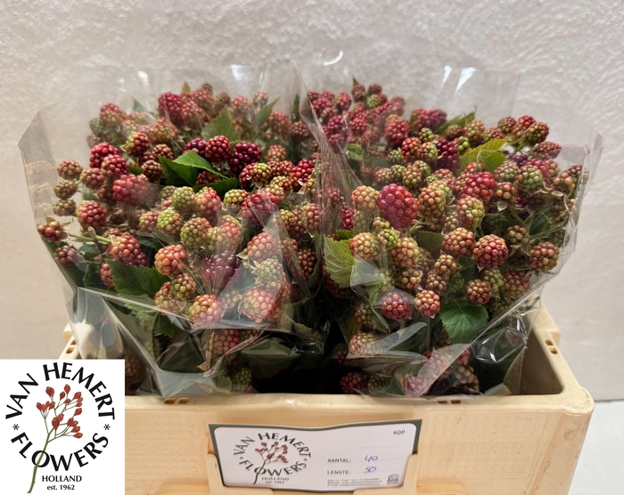 <h4>RUBUS FR CHESTER</h4>