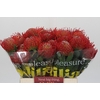 Nutans Ayoba Red