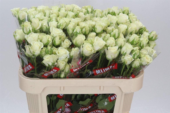 <h4>R Tros Snowflake</h4>