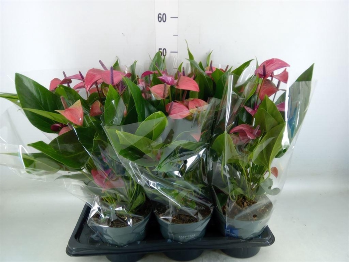 <h4>Anthurium andr. 'Pure Purple'</h4>