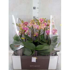 Phalaenopsis multi. 'FC SummerSong'