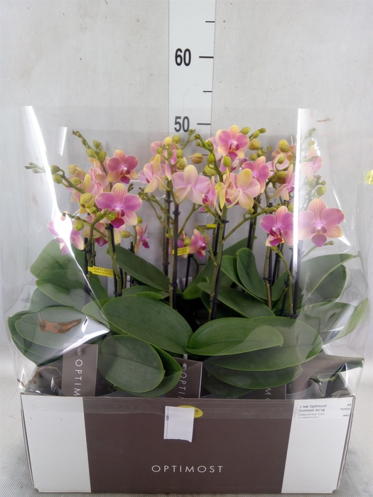 Phalaenopsis multi. 'FC SummerSong'