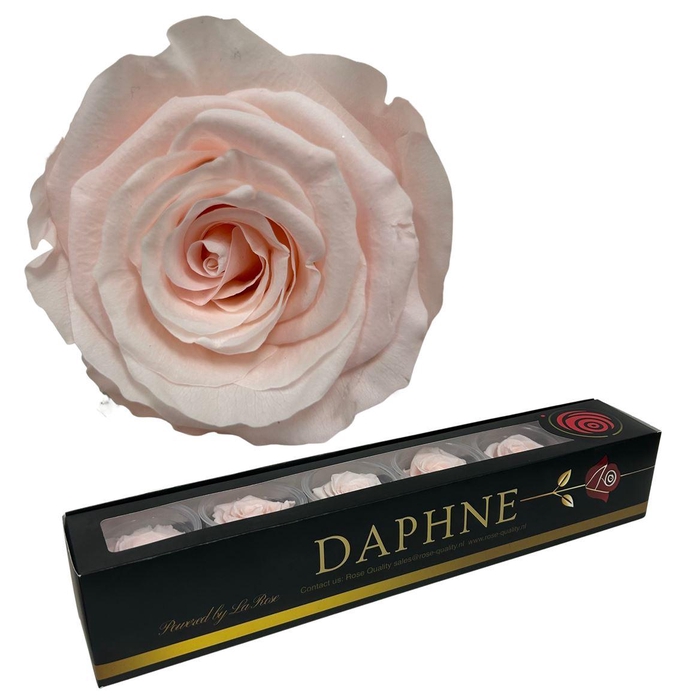 <h4>R Preserved Pastel Baby Pink Xl</h4>