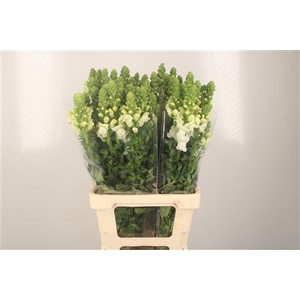Antirrhinum It. White