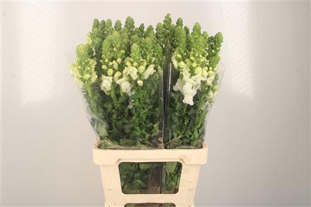 <h4>Antirrhinum It. White</h4>