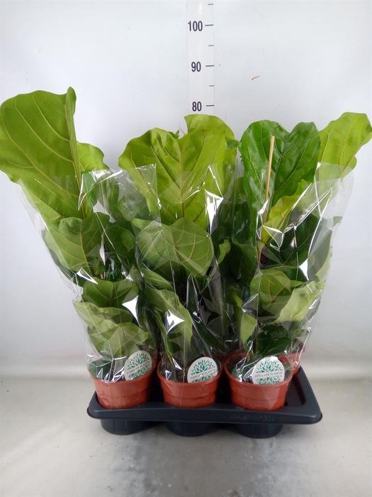 <h4>Ficus lyrata</h4>