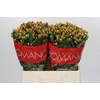 Hypericum Mellow Romance