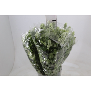 CAMARAO VERDE 050 CM