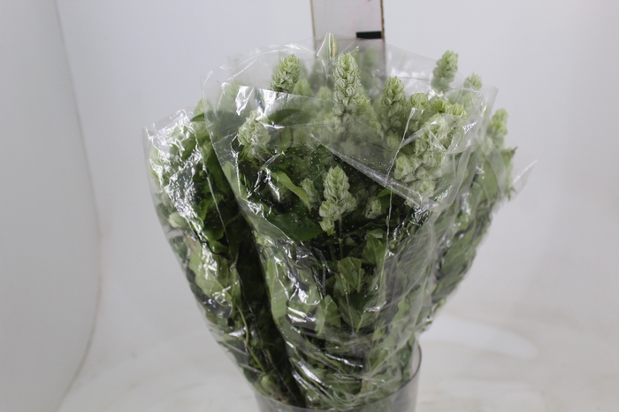<h4>CAMARAO VERDE 050 CM</h4>
