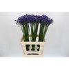 Agapanthus Uri