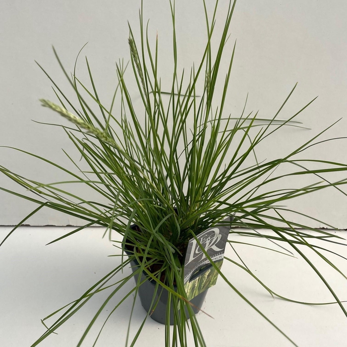 <h4>Sesleria Autumnalis</h4>