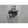 DIANTHUS AMAZON ROSE MAGIC 040 CM ROSA